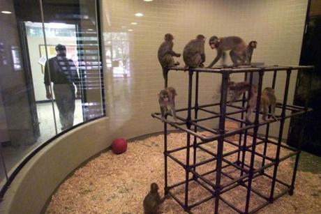 A cubicle showcased some of the monkeys used for scientific research at Harvard?s New England Regional Primate Research Center in Southborough. The center is one of eight around the country and the only one in 50 years to close.
